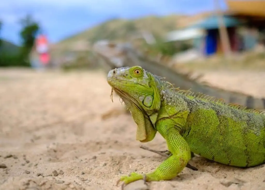 An iguana walking on beach sand in St Maarten.