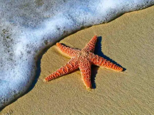 A Starfish washed up on shore.