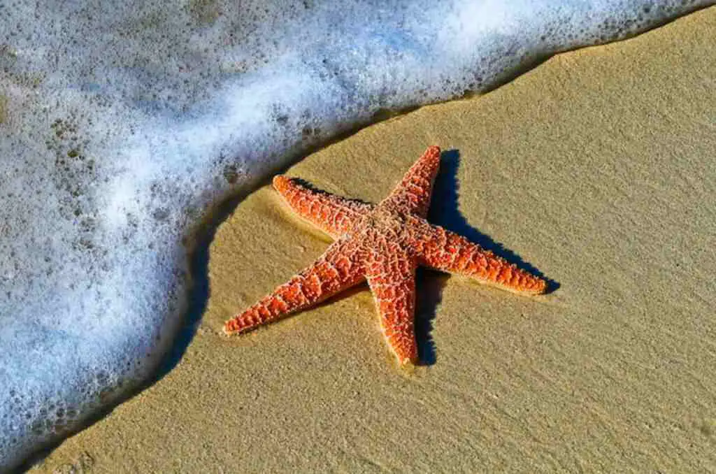 A Starfish washed up on shore.