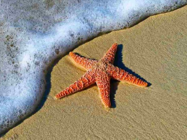 A Starfish on beach sand.