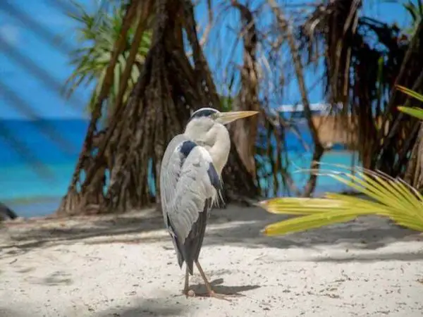A Great Blue Heron on the beach sand.