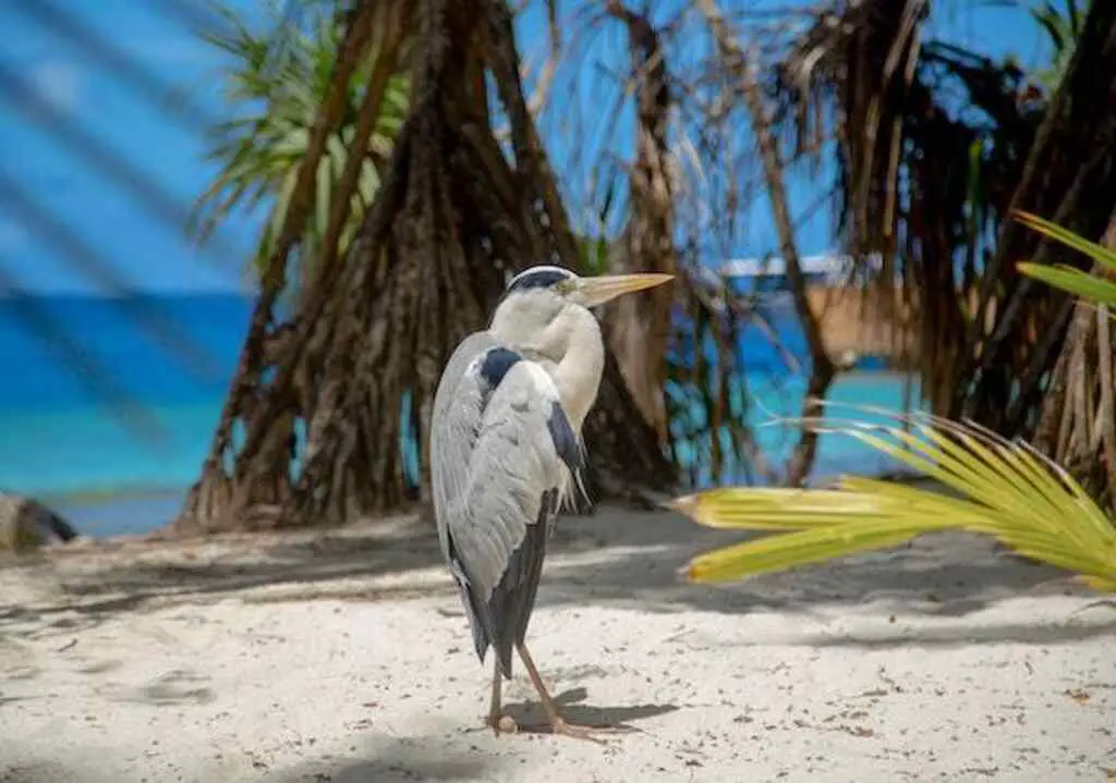A Great Blue Heron on the beach sand.