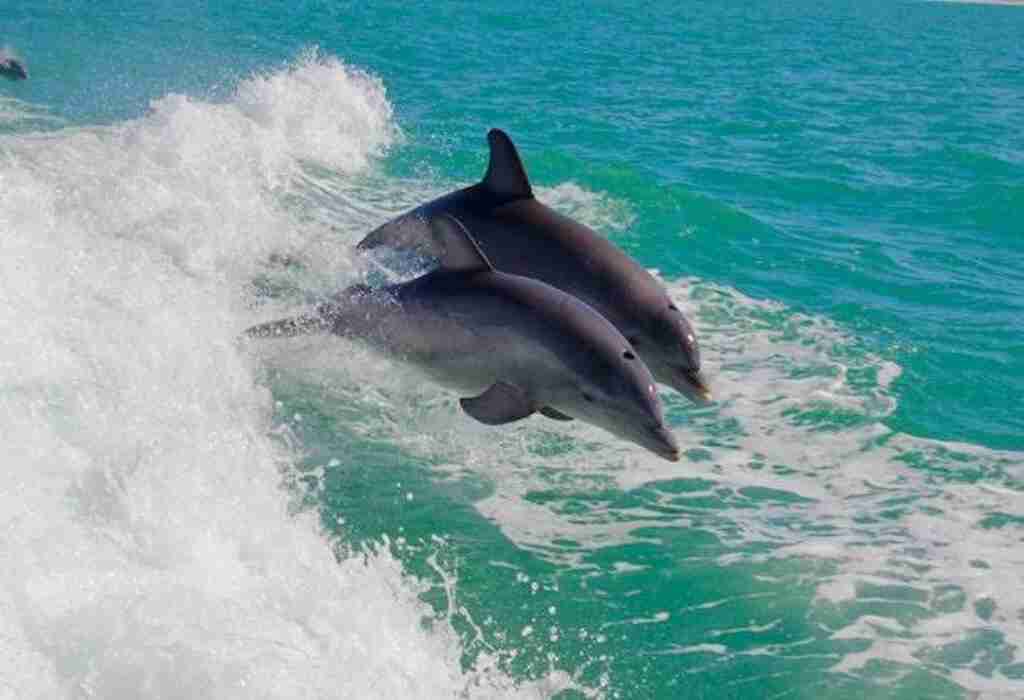 Two dolphins jumping over waves in the ocean.