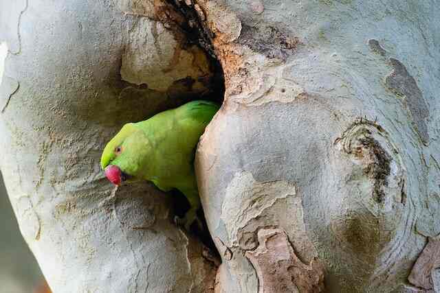 A Rose ringed parakeet perched in a tree trunk.
