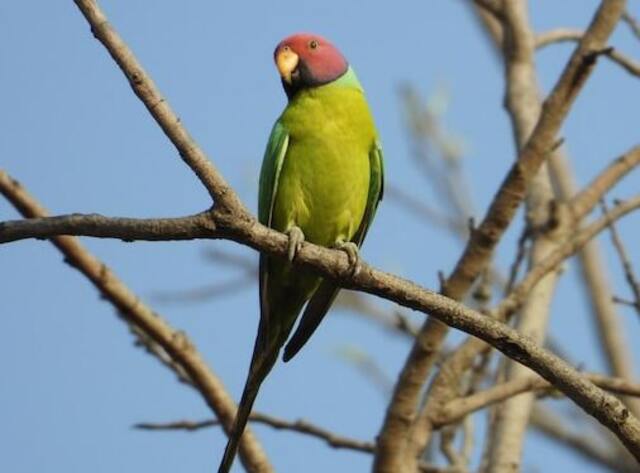 A Plum Headed Parakeet perched in a tree.