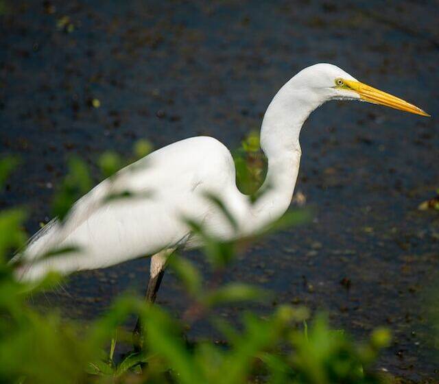 A Great Egret in a wetlands.