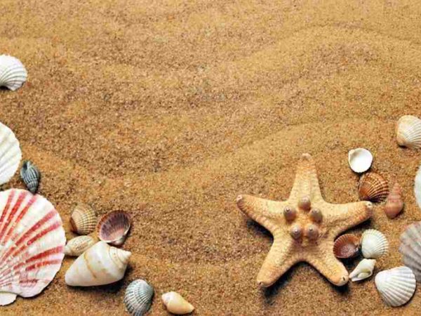 Seashells on beach sand.