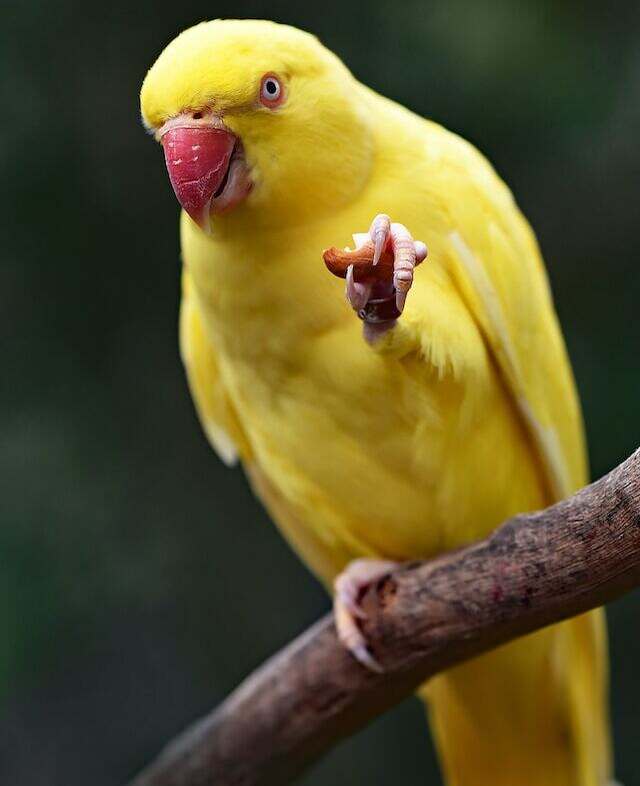 A Yellow Parrot perched on a branch.