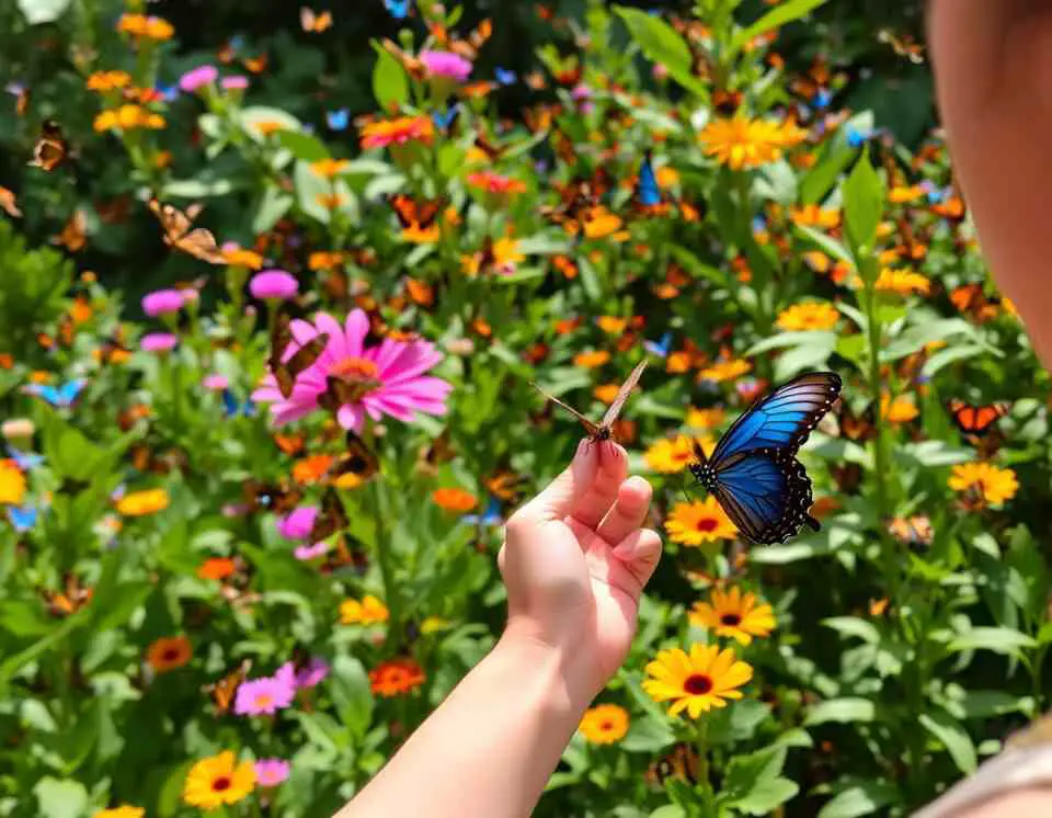 A vibrant tropical garden in St. Maarten, filled with colorful butterflies like the Blue Morpho and Monarch fluttering among exotic flowers. A visitor gently holds a butterfly on their fingertip while a guide shares insights about their life cycle.