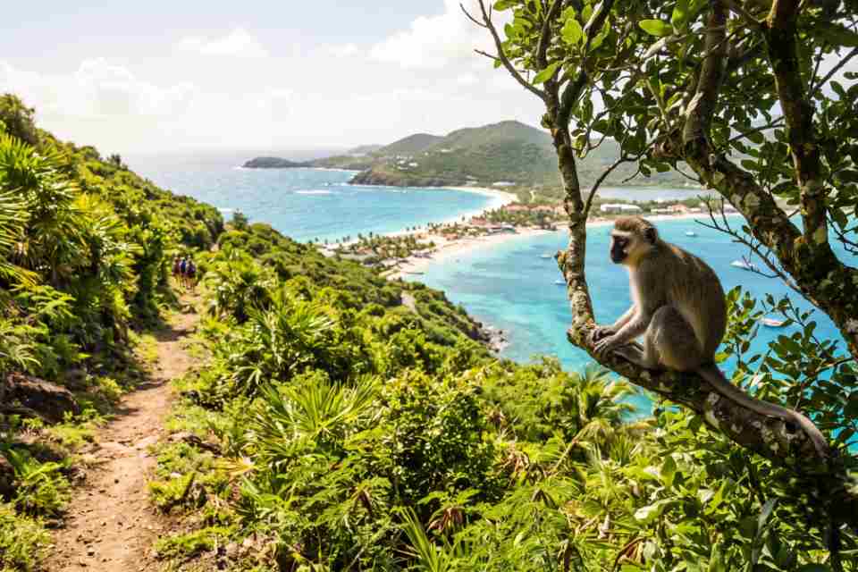 A wild Vervet monkey sitting on a tree branch along a scenic mountain hiking trail overlooking Orient Bay, illustrating invasive dangerous animals in st. maarten land hazards.